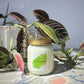 Eucalyptus + Peppermint aromatherapy candle - Plum & Belle