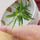 Stoneware herb stripping bowl