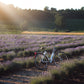 Lavender natural soap, Evergreen Soap Co - Plum & Belle